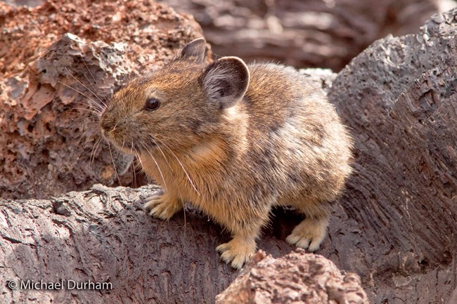 Pika in profile on rough, dark red lava rock