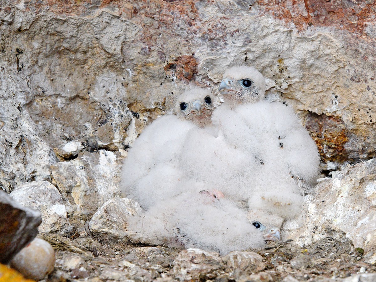Prairie falcon nestlings Four white, fluffy prairie falcon nestlings huddle together on a rock ledge