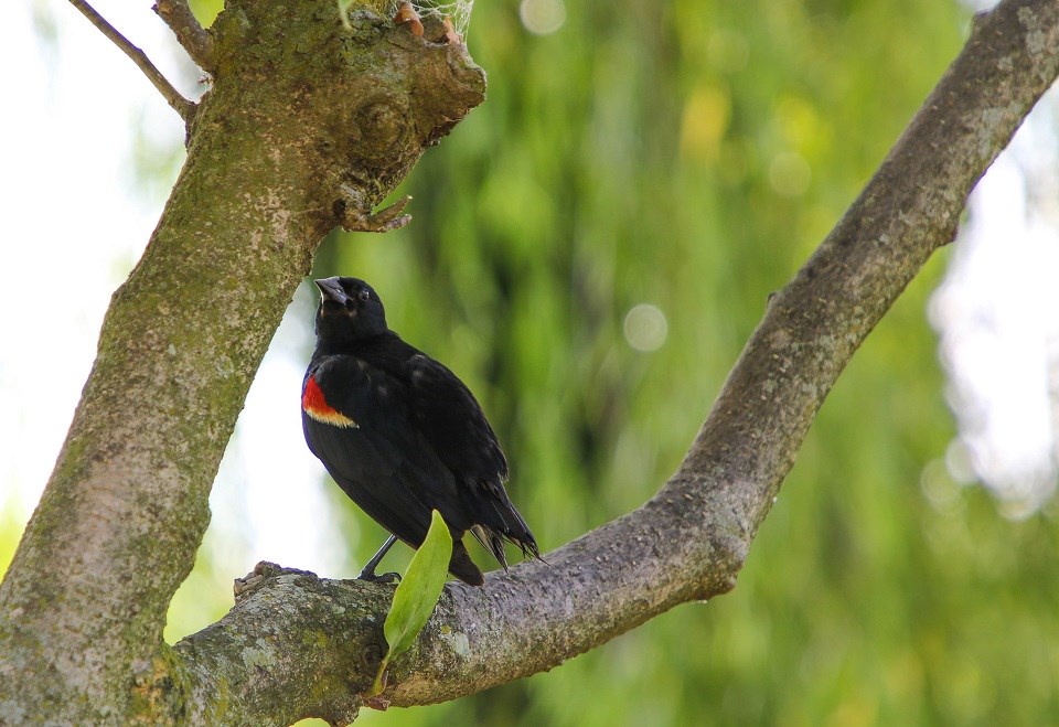 Black bird with yellow and red wings standing on a branch