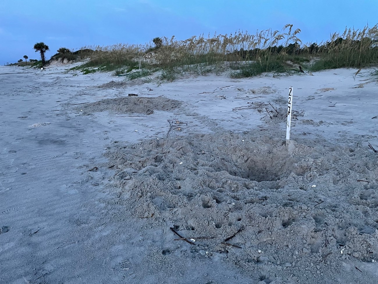 Sea turtle nest predation at Cumberland Island National Seashore A sandy beach with a dug-up and trampled sea turtle nest