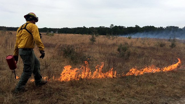 A firefighter uses a driptorch to ignite grasses.
