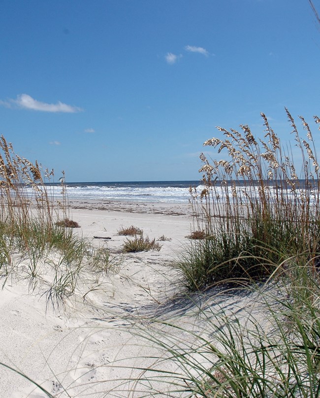 dunes and beach