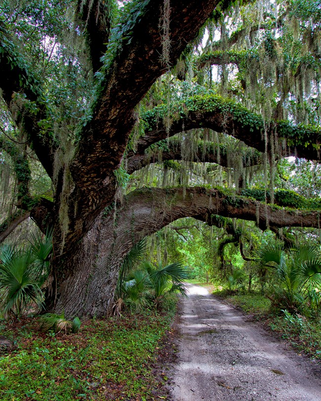 dirt road passing beneath large tree