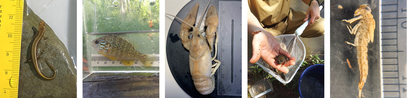 Five separate photos of a northern two-lined salamander next to a ruler, a pumpkinseed fish in a tank with a ruler, a crayfish next to a ruler, a green frog held by a person who is holding a net, and mayfly larva next to a ruler.