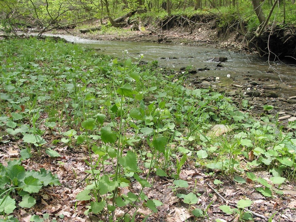 CUVA_GarlicMustard_960px Garlic Mustard along stream at Cuyahoga Valley NP