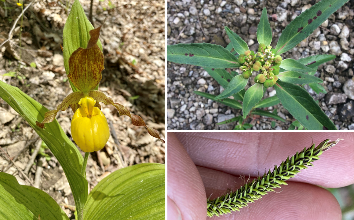 Photo collage of 3 plants. A close-up of a yellow lady's slipper orchid, featuring a pouch-like flower with brown, patterned petals and bright green leaves. A toothed spurge with pointy, green leaves, small, round, developing buds, and small cream-colored