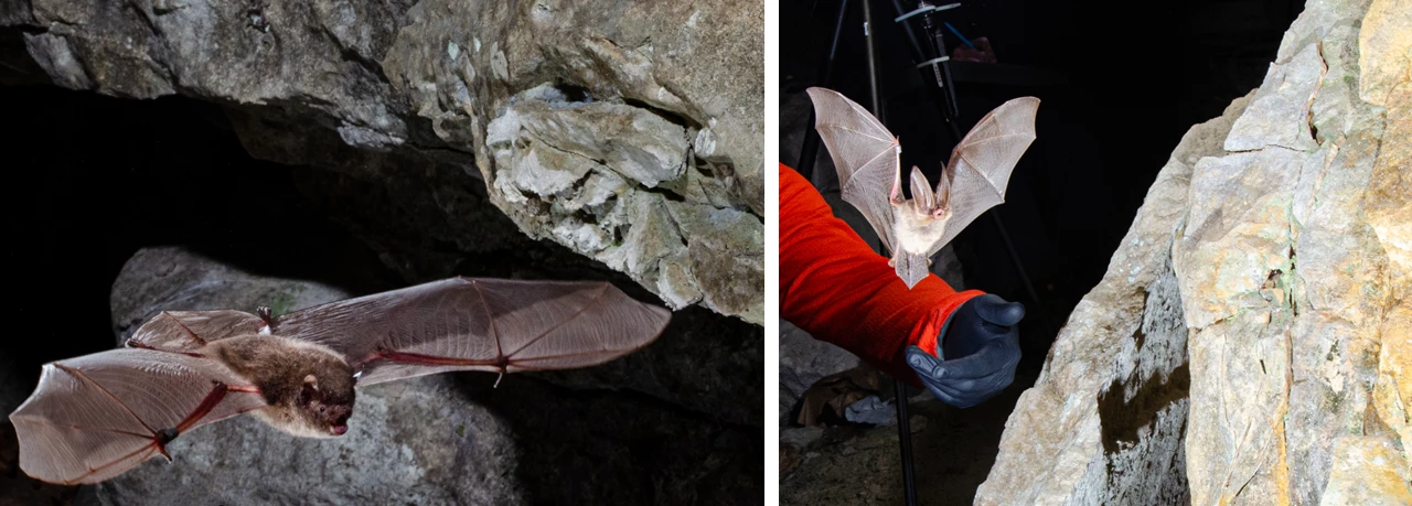 Bats On the left, a bat in flight along a rocky cliff. On the right, a bat with big ears taking flight by a person's arm next to a rockface.
