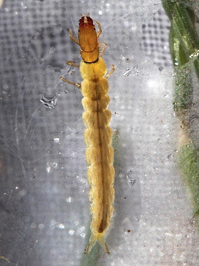 A long, segmented, yellow larvae with an orange head.