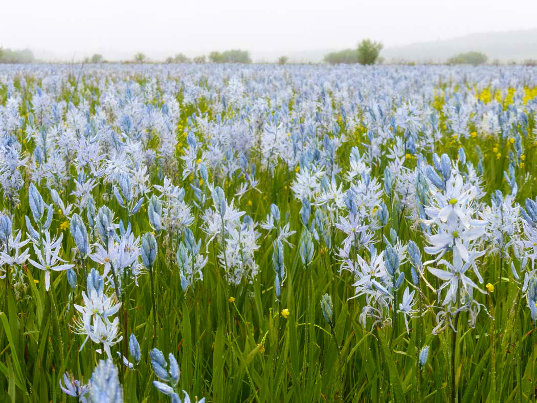 Camas Citizen Science Monitoring Program U.S. National Park Service