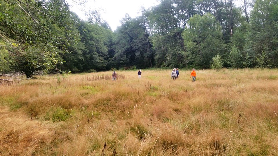 Canada Thistle Control in Mount Rainier Wide view of a team of people working in a meadow