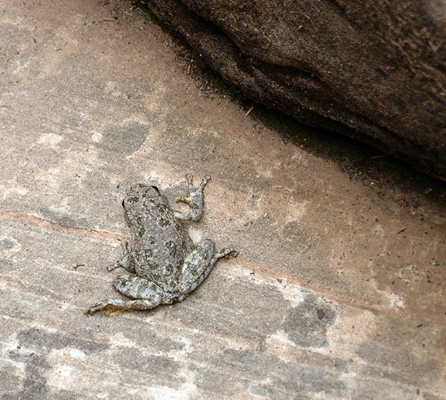 Frog with dark green irregular spots on greyish background, sitting on a boulder