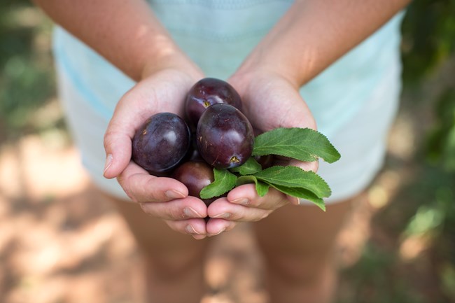 Four round, dark purple fruits, with green leaves attached, held in person's two cupped hands, with the person's body blurred and out of focus.