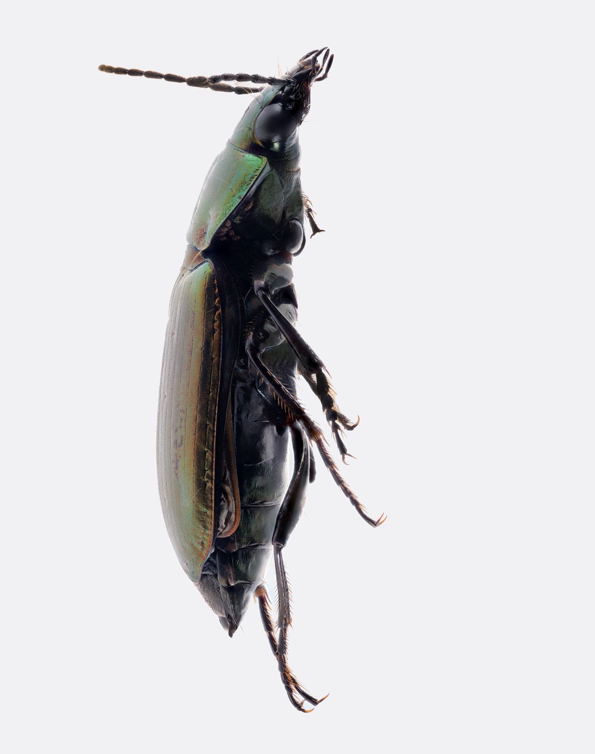 macrophoto of a carabid beetle collected in Yellowstone