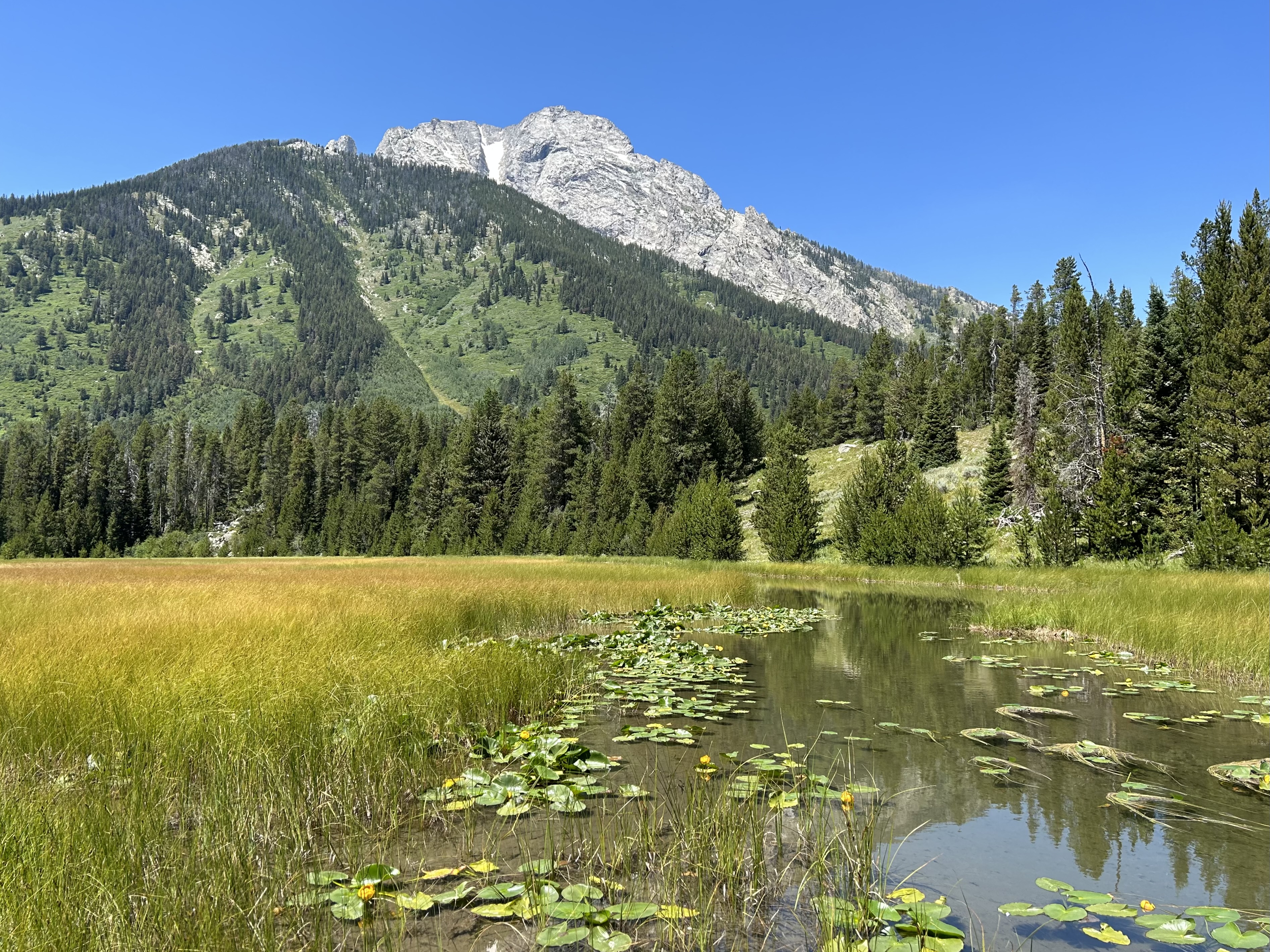 Treasures in the Mountains: Fen Wetlands in Grand Teton and John D.  Rockefeller, Jr. (U.S. National Park Service)