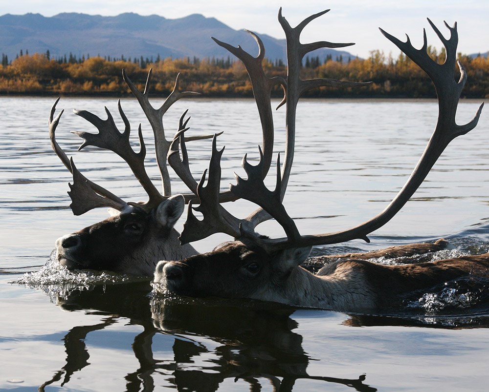 two caribou swimming in a river