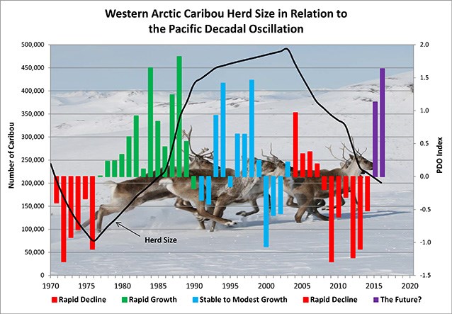 a chart illustrating how caribou herd populations fluctuate in tune with the pacific decadal oscillation