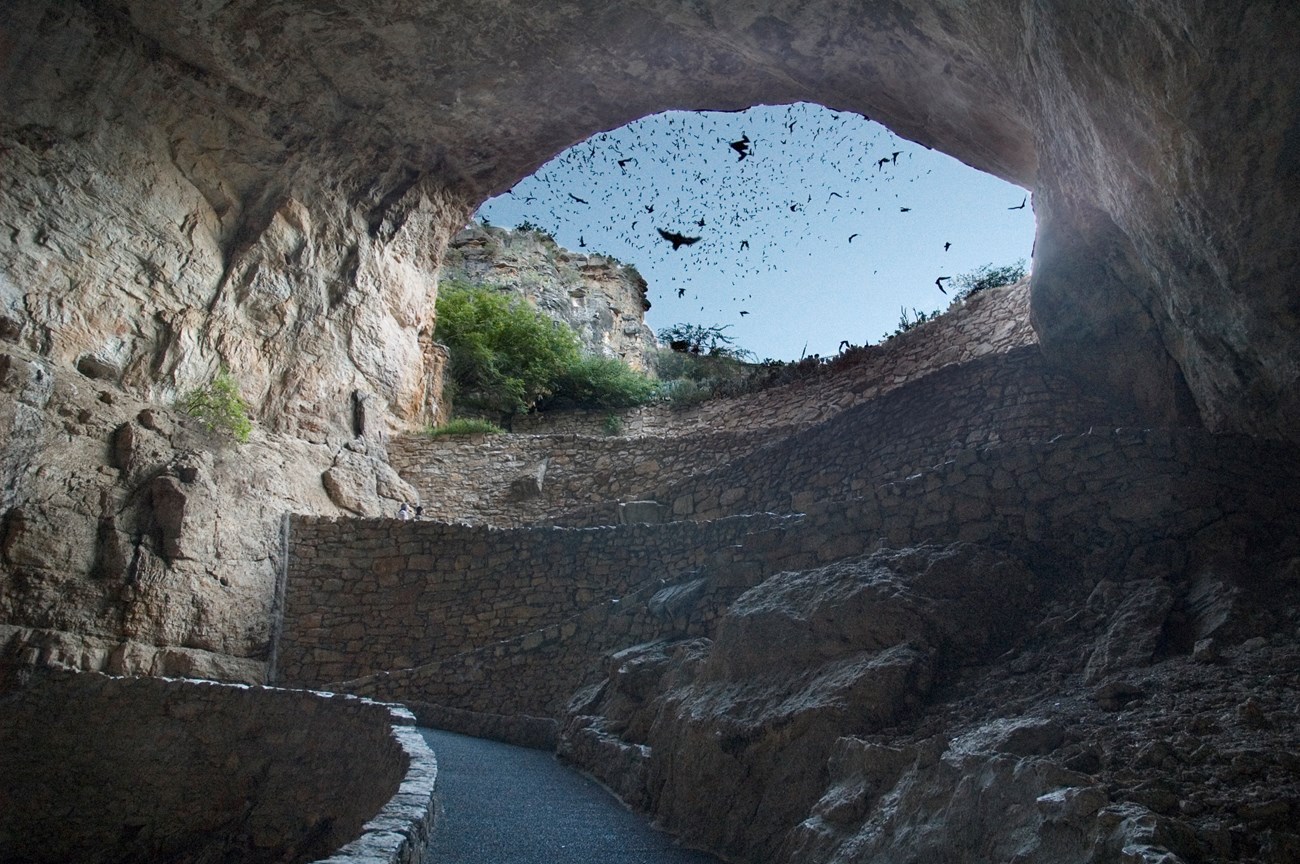 bats in flight at cave entrance