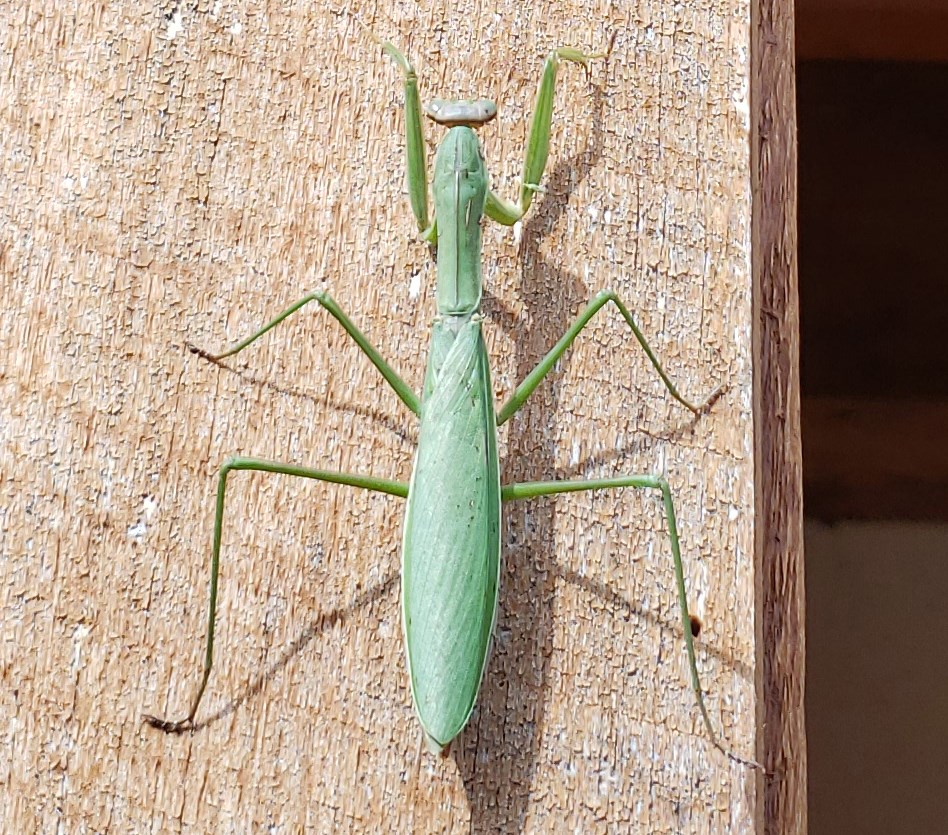 Carolina mantis Carolina mantis on a wall