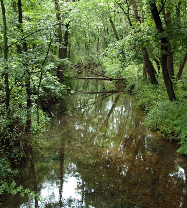 A calm, shallow stream thickly lined with trees in a forest.