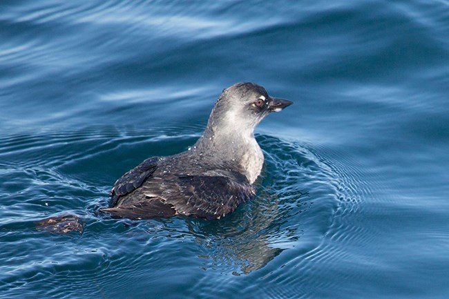 Cassin's auklet paddling through blue water