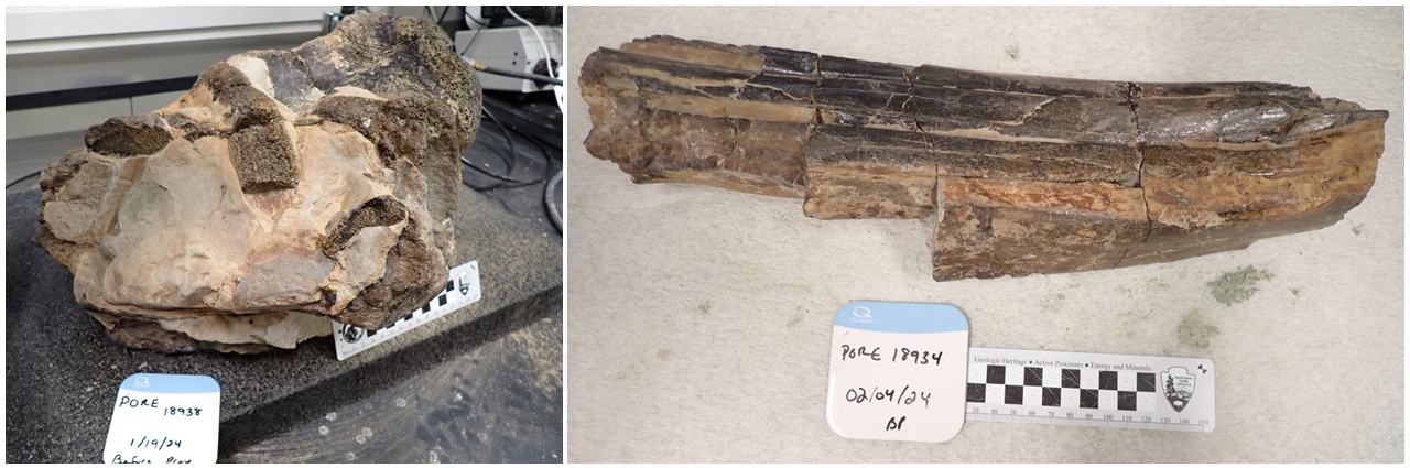 Left: Skull before preparation. Right: Beak before preparation.