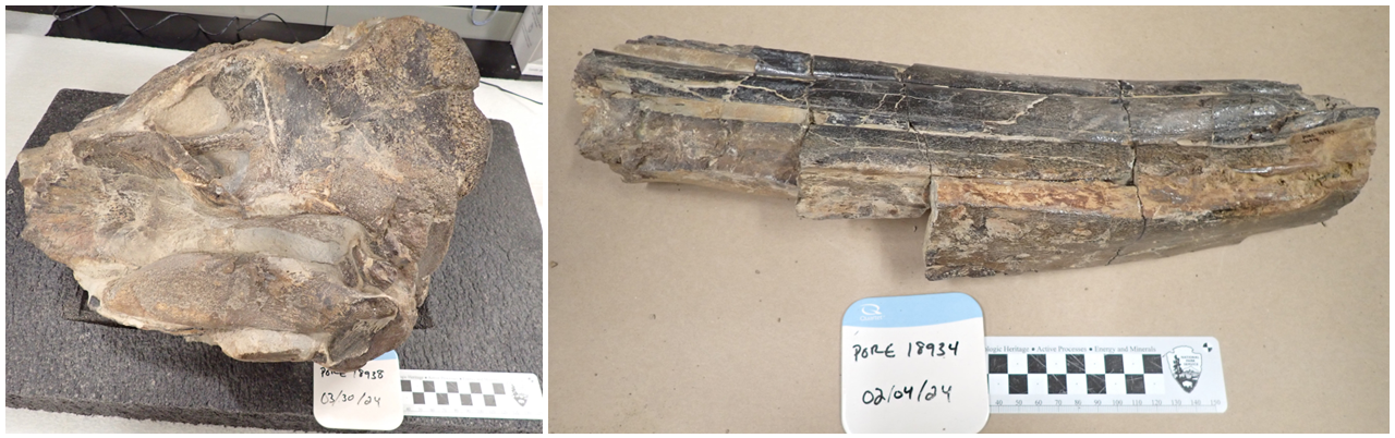 Photographs of the skull and beak after preparation.