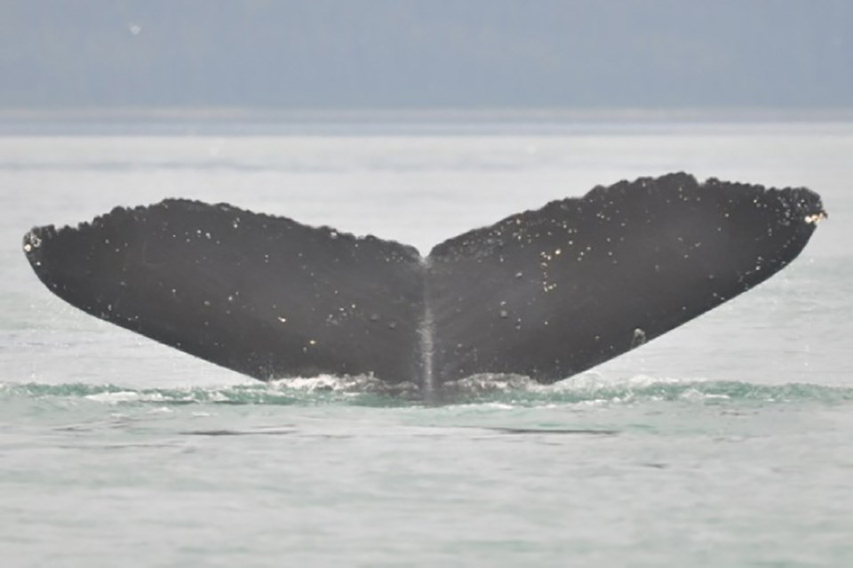 humpback whale tail flukes.