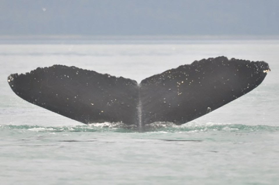 Ch8-F4a_web humpback whale tail flukes.