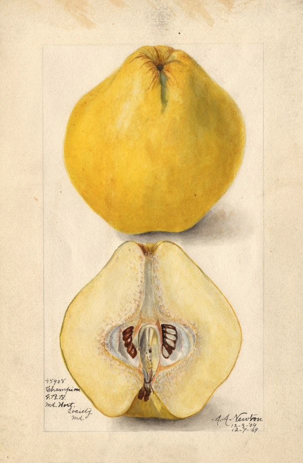 Color drawing of a round yellow fruit, cut in half,s showing different angles.