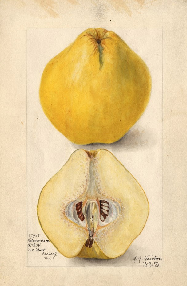 Champion quince USDA illustration Color drawing of a round yellow fruit, cut in half,s showing different angles.
