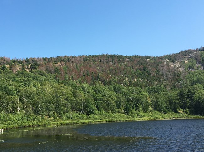 Red pine decline visible along the North Ridge Trail of Champlain Mountain, across Beaver Dam Pond.