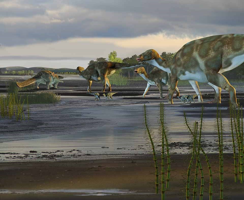 An artist drawing of Hadrosaurs in Alaska.