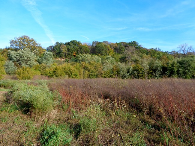 Grasses in front of Charbonier Bluff