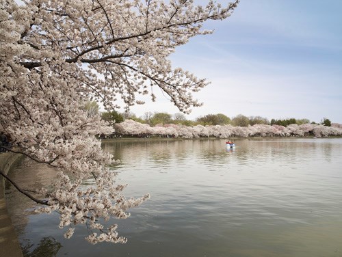 Cherry Trees line the Tidal Basin in full bloom.