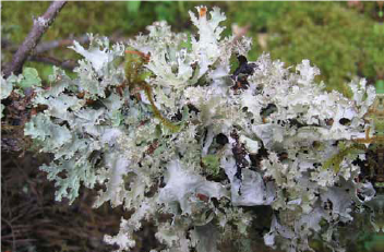 a close up image of a clump of light green lichen on a branch