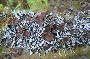 a close up image of brown/light green lichen on a branch