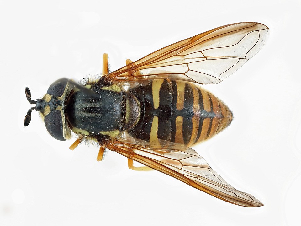 Top view of a flower fly with black and yellow coloration similar to that of a wasp