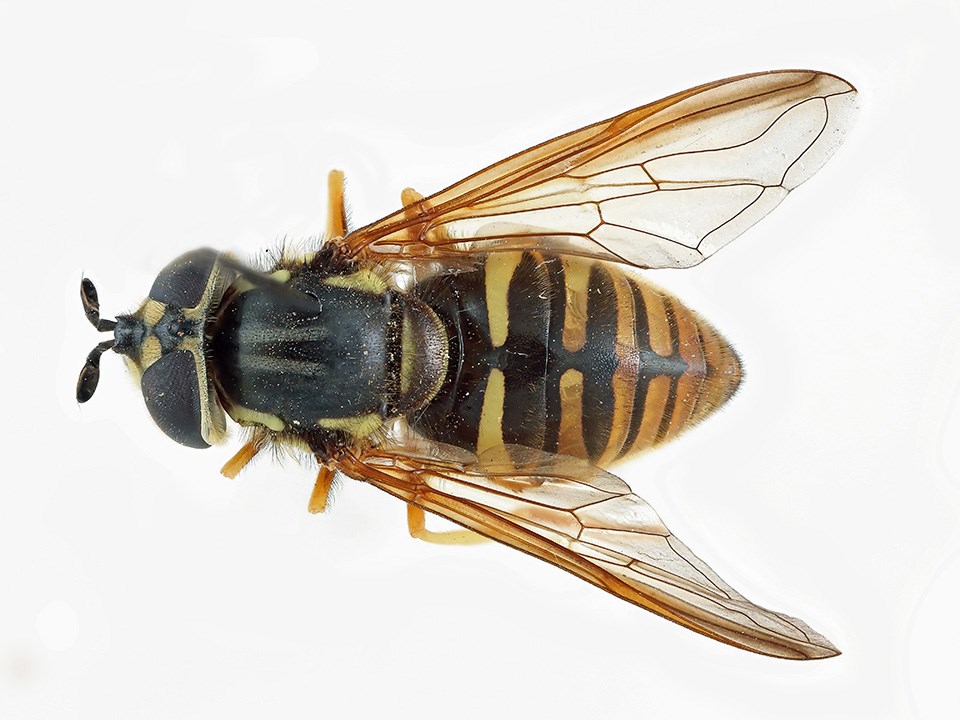 Wasp-mimicking flower fly Top view of a flower fly with black and yellow coloration similar to that of a wasp