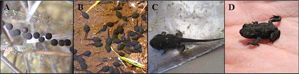 A series of images show development of a western toad from egg to tadpoles to larva metamorphosis to juvenile toad.