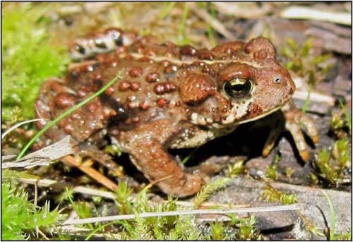 Western Toad A brown toad