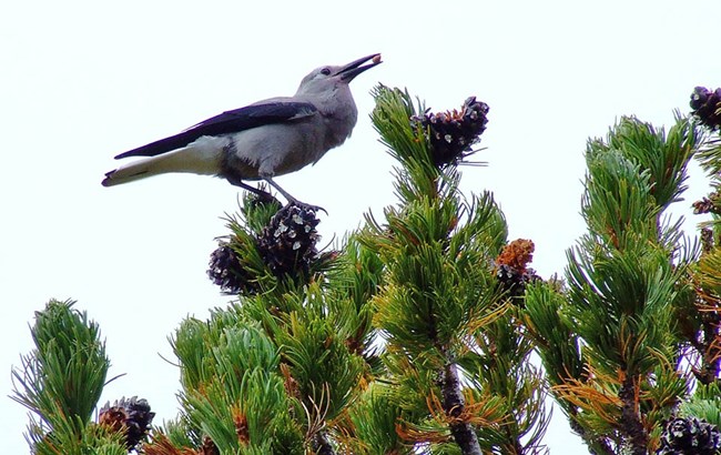 Gray and black bird at the top of a pine tree with a seed in its beak