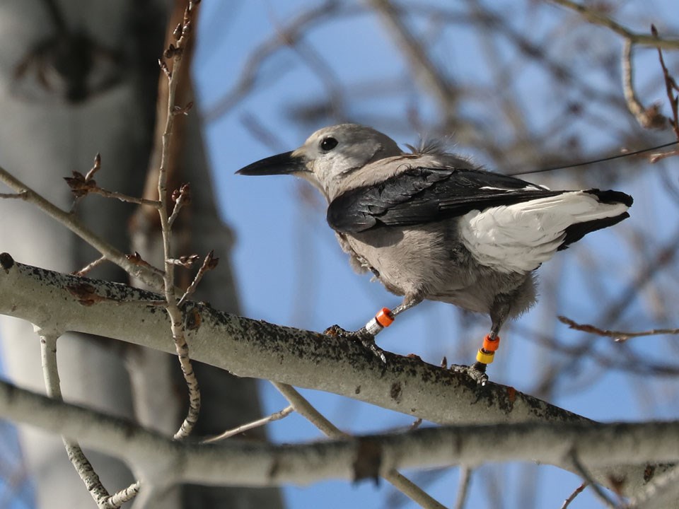 Clark's nutcracker with four colored leg bands, two on each leg