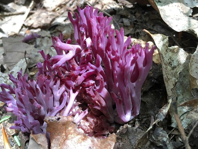 Bright purple fungi with many branches rising up from the leaf litter