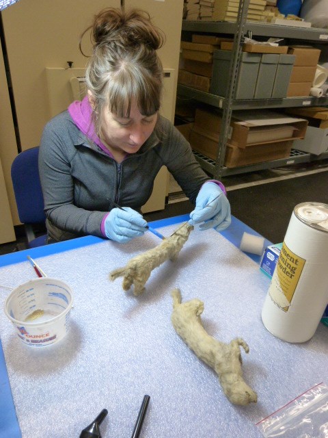 A park employee cleaning stuffed artifacts