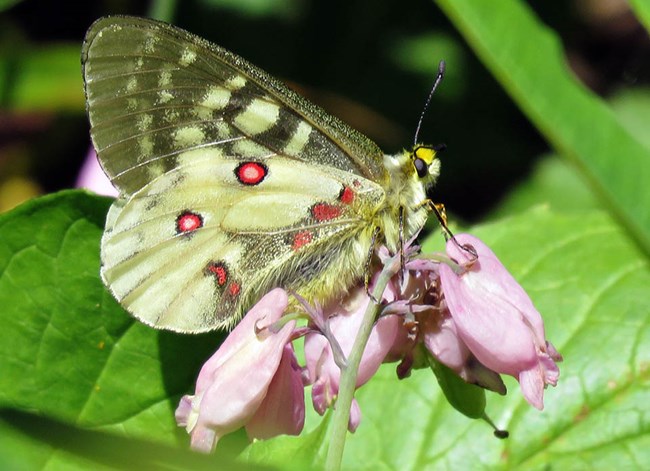 Black and yellow butterfly with red spots perched on a cluster of small pink flowers