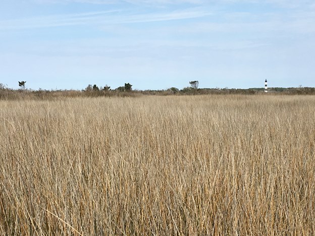 Juncus romerianus marsh at Cape Hatteras National Seashore salt marsh site.