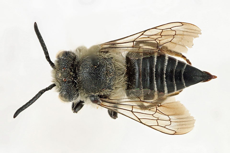 Top side of a cuckoo bee specimen