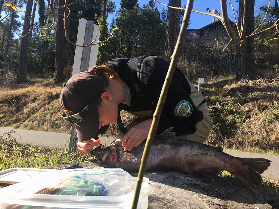 Searching for an otolith Person peering into the brain cavity of a female coho carcass