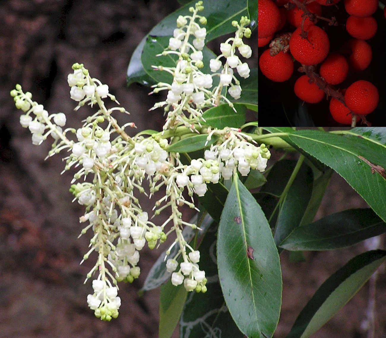 White Pacific madrone flowers and leaves. Inset: red madrone berries.