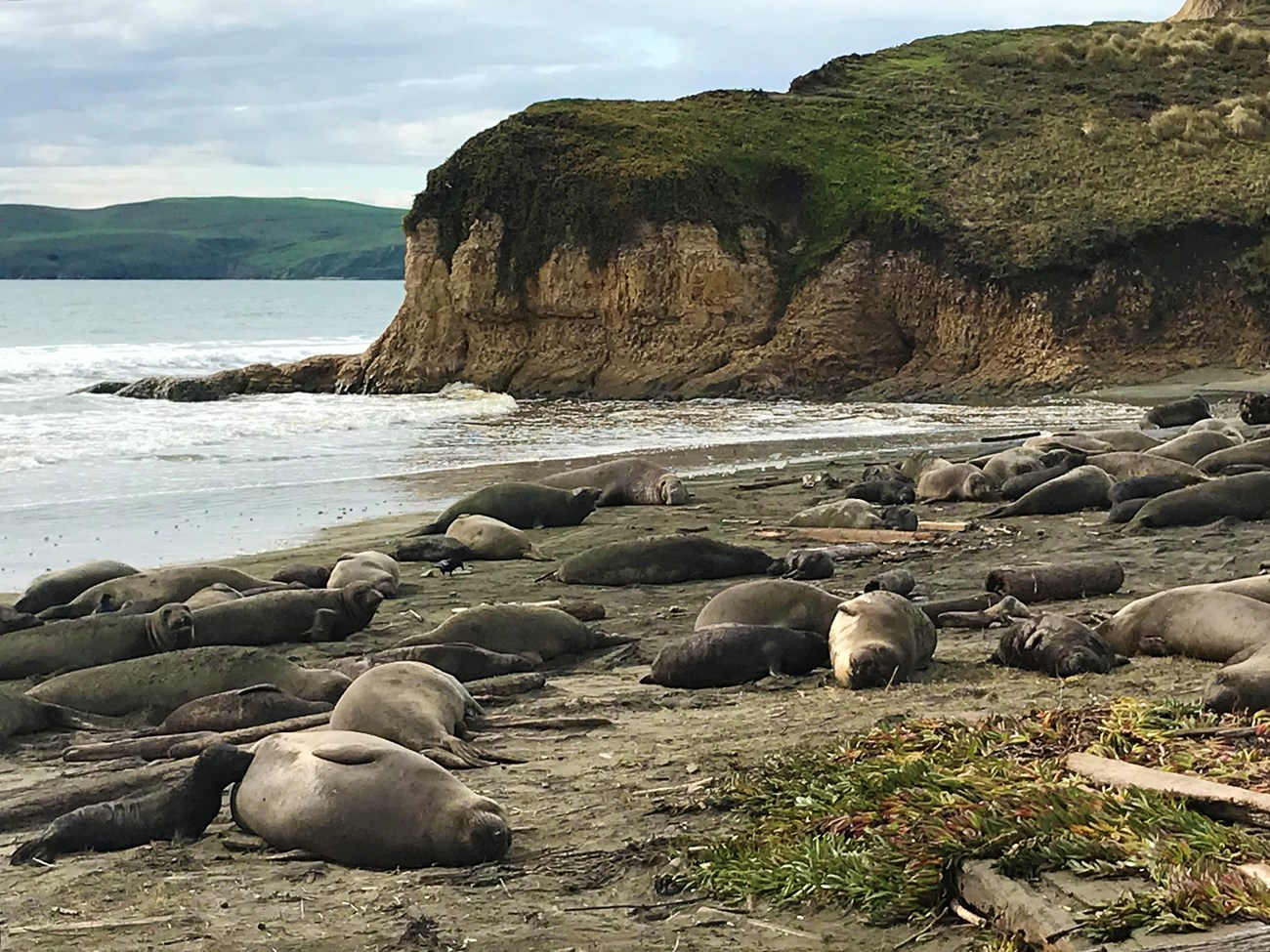 Visitor center harem A large group of female elephant seals and their pups lie on a sandy beach with a cliff in the background
